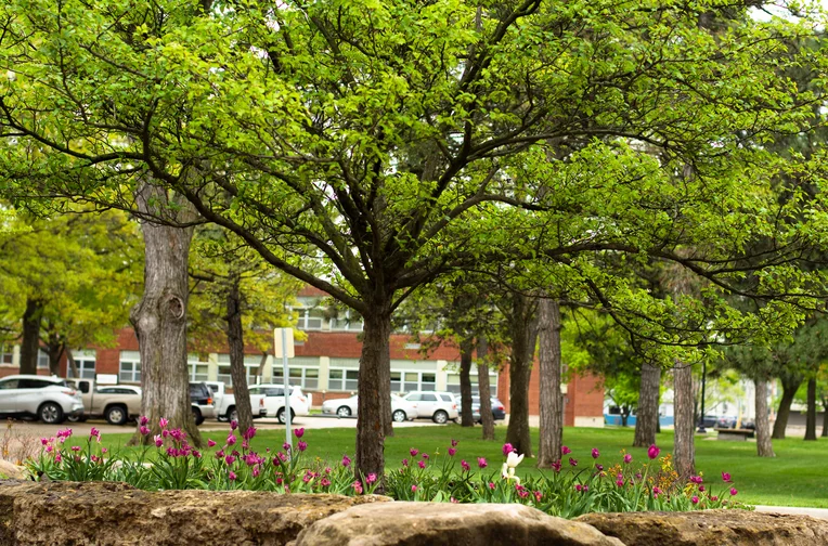 Tulips in front of Plumb Hall