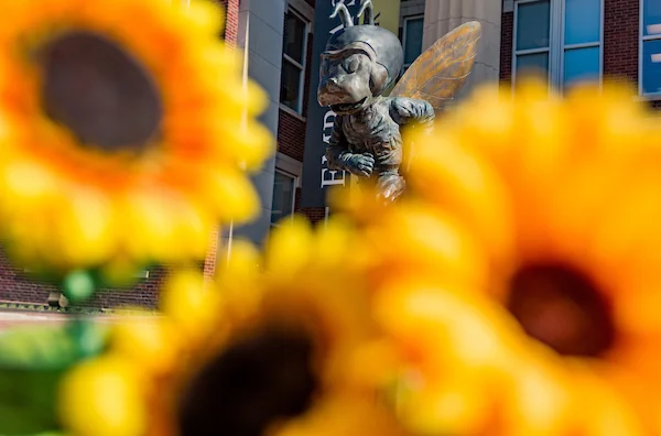 Emporia State's mascot, Corky, seen in between sunflowers
