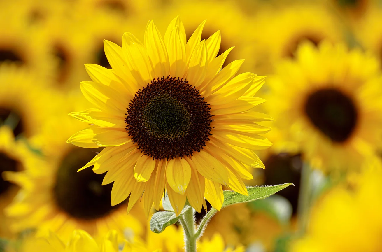 Photo of sunflowers
