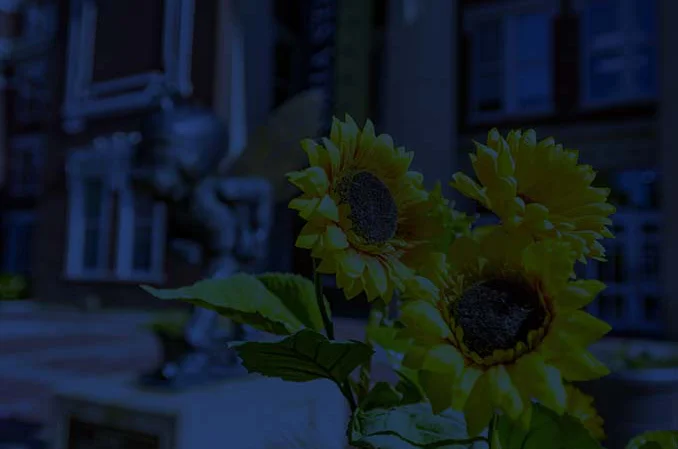 Sunflowers in front of Emporia State's Plumb Hall