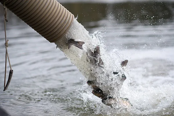 Small fish drop from a plastic tube with water into King Lake.